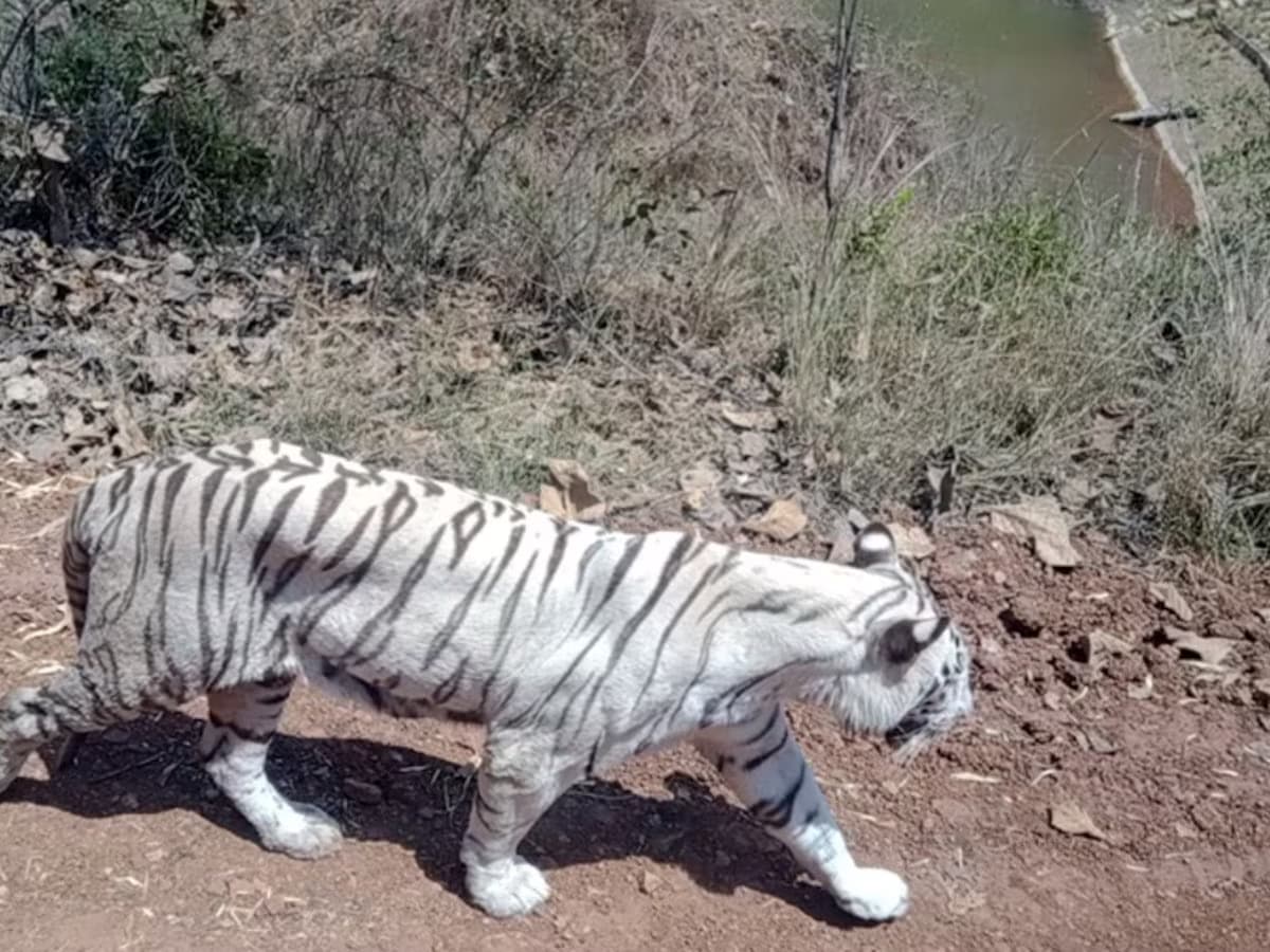 उत्तराखंड में पहली बार White Tiger की एंट्री! अब देहरादून में होगा दीदार