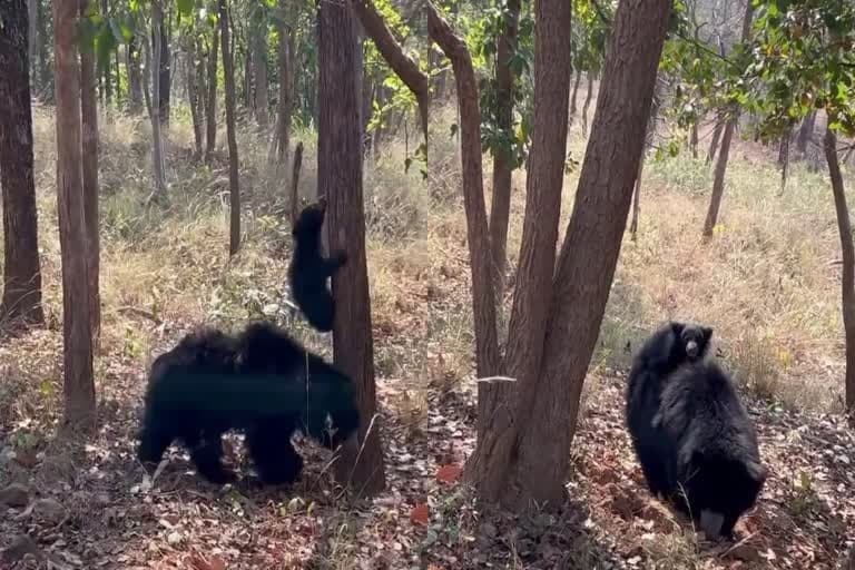 उत्तराखंड के जंगलों में बढ़ा खौफ, कहीं बाघ का हमला तो कहीं भालू ने ली महिला की जान