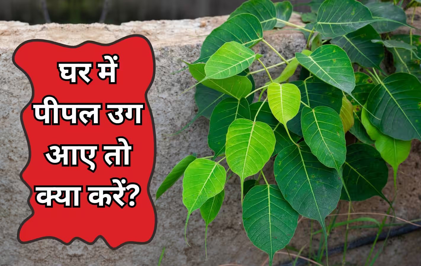 घर में उग आए पीपल का पेड़: क्या यह शुभ है या अशुभ