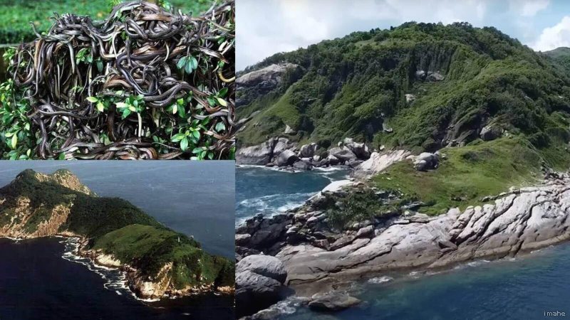 समुद्री लुटेरों के खजाने की रक्षा करते हैं दुनिया के सबसे जहरीले सांप