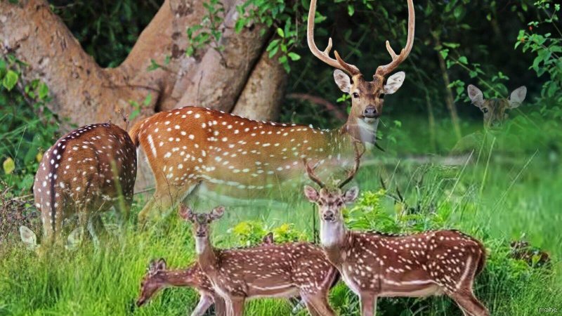 भारत के चीतल हिरण अमेरिका में मचा रहे तांडव, 158 साल पहले मिला था तोहफा