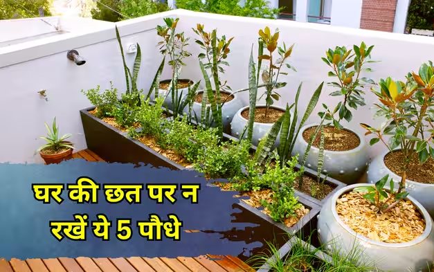 घर की छत पर भूलकर भी न रखें ये 5 पौधे, वास्तु गुरु ने बताया लग सकता है वास्तु दोष